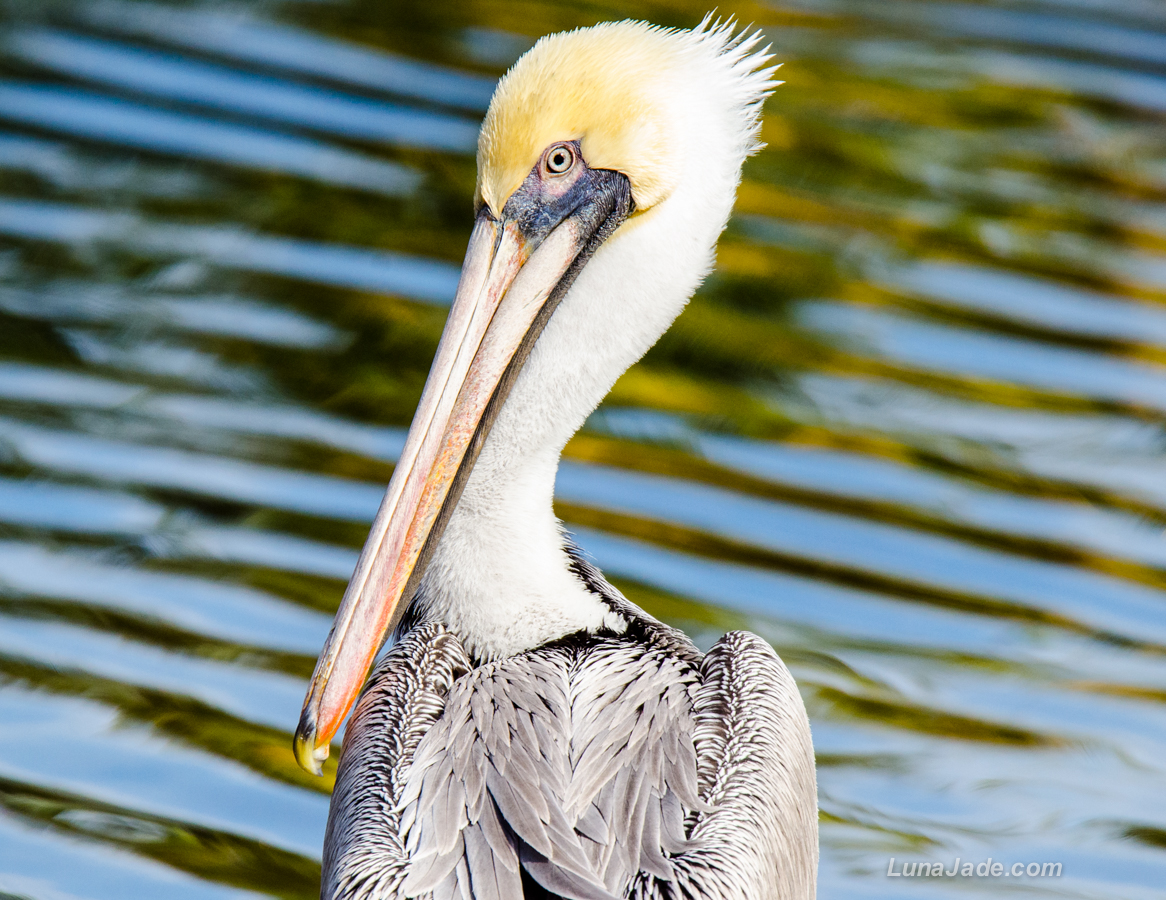 Pelican Side-eye - Linda's Photography